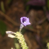 Strobilanthes auriculata var. dyeriana (Mast.) J.R.I.Wood